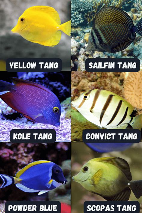 Black and white reef safe fish ideas .